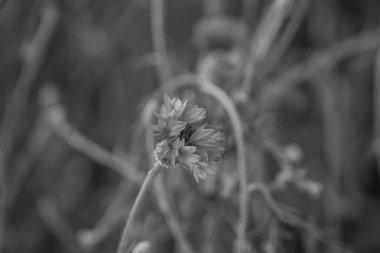 Westphalia 'da bir tarlada mısır.