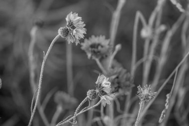 Westphalia 'da bir tarlada mısır.