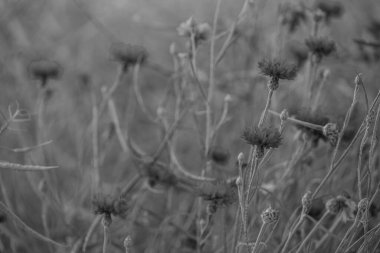 Westphalia 'da bir tarlada mısır.