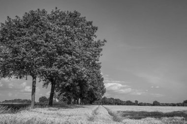 Westphalia 'da bir tarlada mısır.