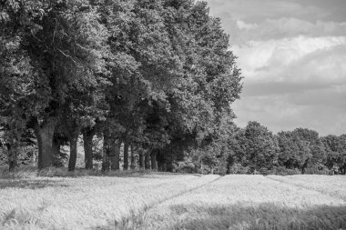 Westphalia 'da bir tarlada mısır.