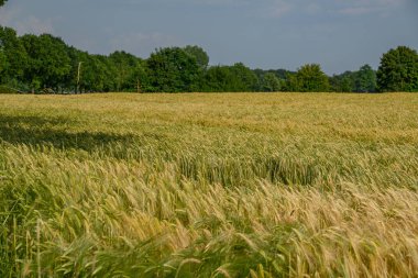 Westphalia 'da bir tarlada mısır.