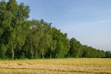 Westphalia 'da bir tarlada mısır.