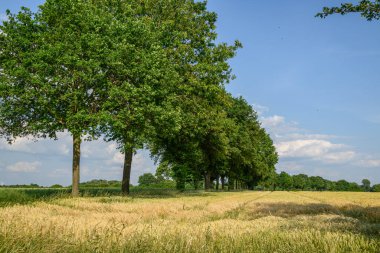Westphalia 'da bir tarlada mısır.