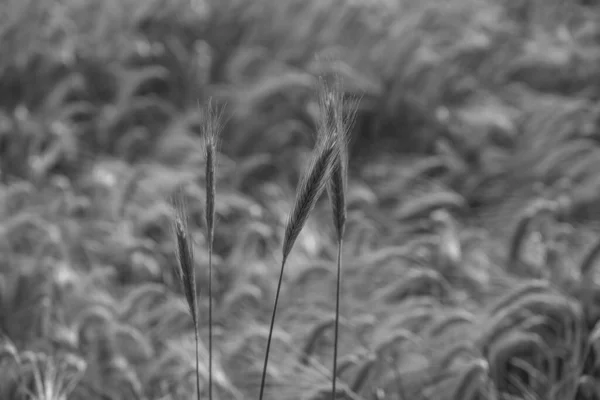 Corn Field Westphalia — Stock Photo, Image