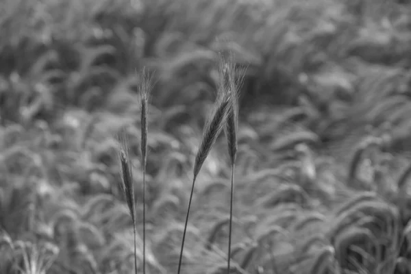 Milho Campo Westphalia — Fotografia de Stock