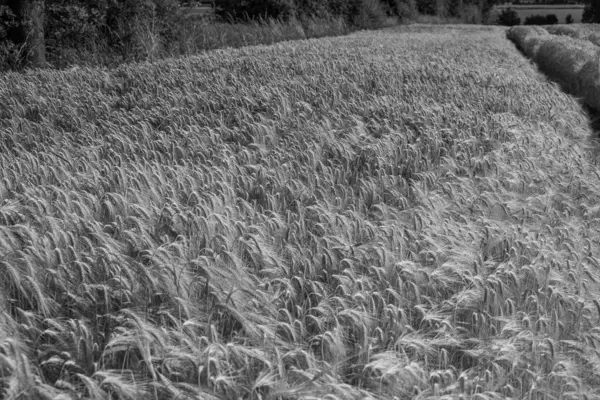 Кукурудза Полі Західному Світі — стокове фото