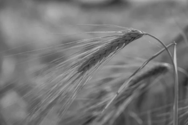Kukorica Egy Mezőn Westfaliában — Stock Fotó