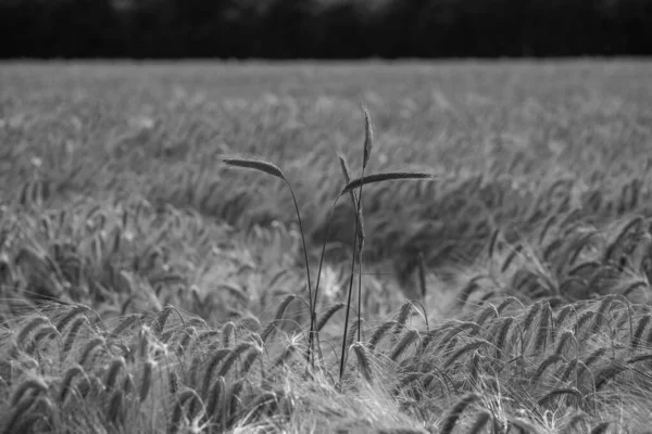 Kukurydza Polu Westfalii — Zdjęcie stockowe