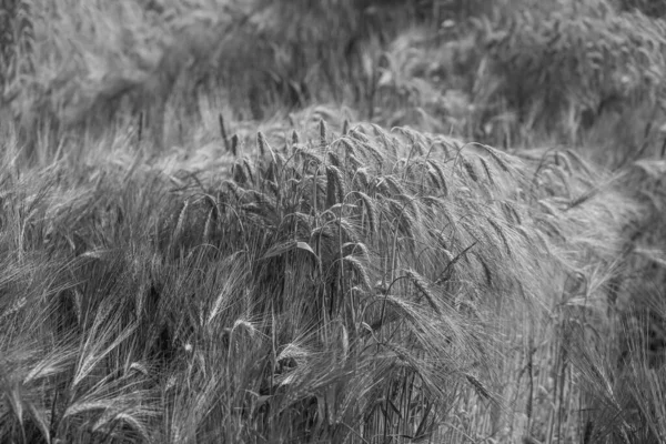 옥수수 — 스톡 사진