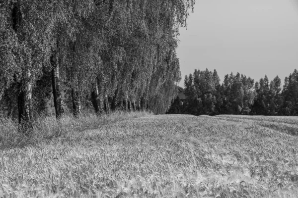 Mais Auf Einem Feld Westfalen — Stockfoto