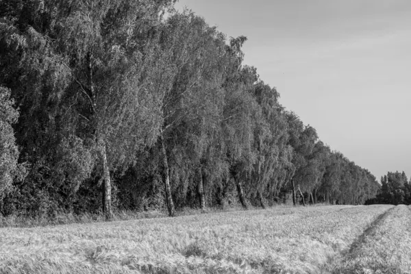 stock image corn on a field in westphalia