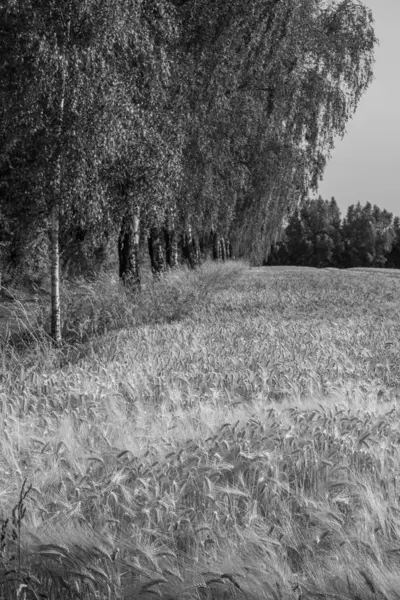 Kukorica Egy Mezőn Westfaliában — Stock Fotó