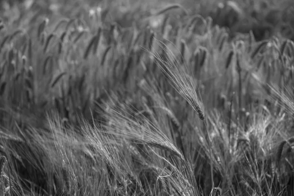 Corn Field Westphalia — Stock Photo, Image