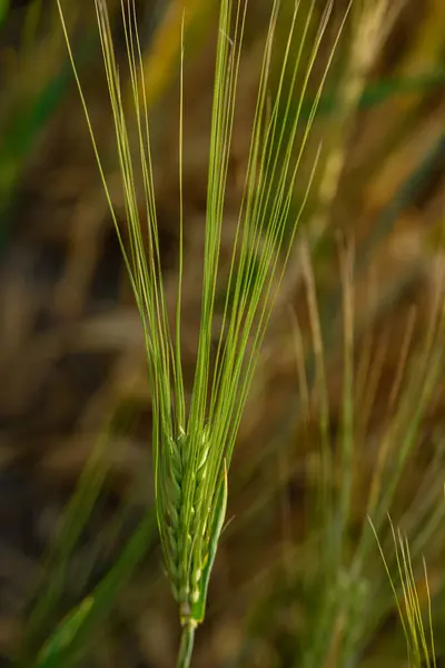 Kukurydza Polu Westfalii — Zdjęcie stockowe