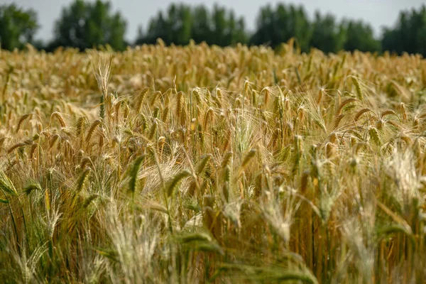 威斯特伐利亚田野上的玉米 — 图库照片