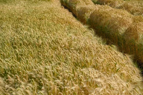 威斯特伐利亚田野上的玉米 — 图库照片