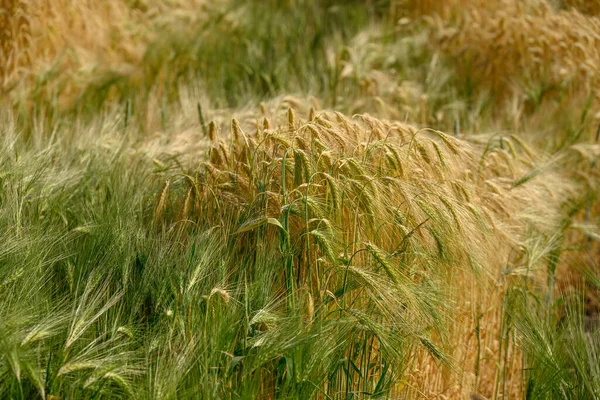Кукуруза Поле Вестфалии — стоковое фото