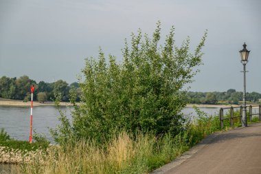 Ren Nehri kıyısındaki Rees şehri.