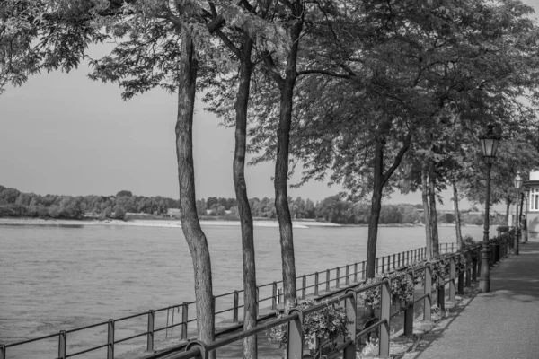 Czas Letni Nad Rzeką Rhine Trzcinach — Zdjęcie stockowe