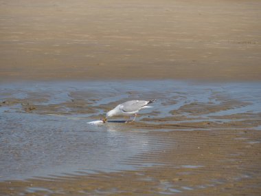 Belçika 'nın kuzey sahilindeki De Haan plajı.