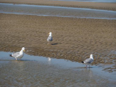 Belçika 'nın kuzey sahilindeki De Haan plajı.