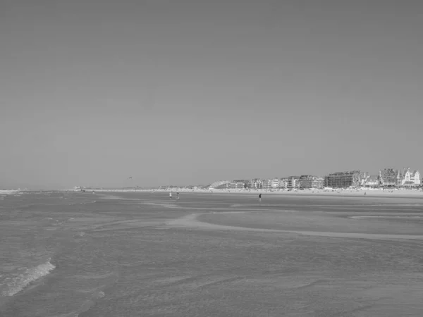 Stranden Haan Ved Den Belgiske Nordsøkyst - Stock-foto