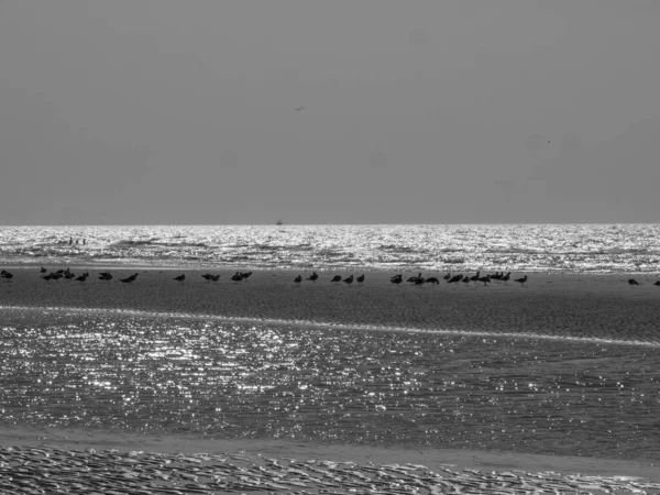 Spiaggia Haan Sulla Costa Settentrionale Del Belgio — Foto Stock