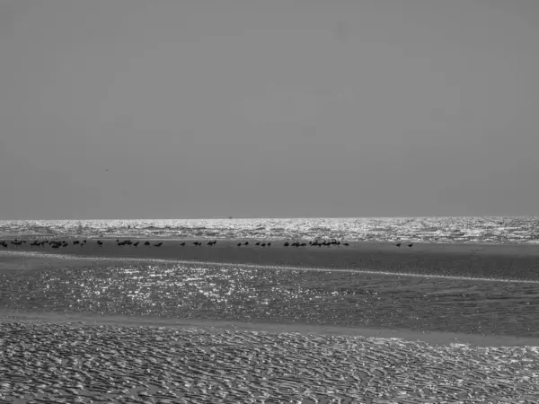 Beach Haan Belgian North Sea Coast — Stock Photo, Image