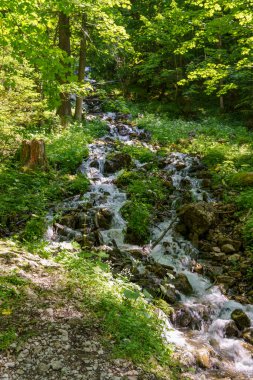 Szkammergut 'ta Gosau yakınlarındaki Avustralya Alplerinde yaz zamanı.