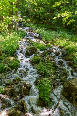 Szkammergut 'ta Gosau yakınlarındaki Avustralya Alplerinde yaz zamanı.