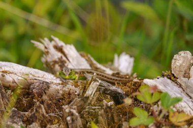 Szkammergut 'ta Gosau yakınlarındaki Avustralya Alplerinde yaz zamanı.