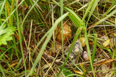 Szkammergut 'ta Gosau yakınlarındaki Avustralya Alplerinde yaz zamanı.