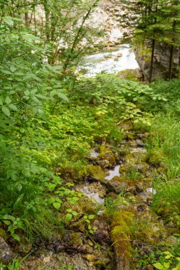 Szkammergut 'ta Gosau yakınlarındaki Avustralya Alplerinde yaz zamanı.
