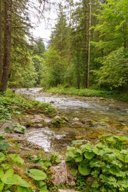 Szkammergut 'ta Gosau yakınlarındaki Avustralya Alplerinde yaz zamanı.