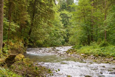 Szkammergut 'ta Gosau yakınlarındaki Avustralya Alplerinde yaz zamanı.
