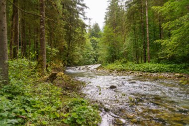 Szkammergut 'ta Gosau yakınlarındaki Avustralya Alplerinde yaz zamanı.