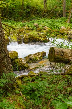 Szkammergut 'ta Gosau yakınlarındaki Avustralya Alplerinde yaz zamanı.