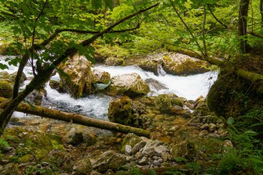 Szkammergut 'ta Gosau yakınlarındaki Avustralya Alplerinde yaz zamanı.