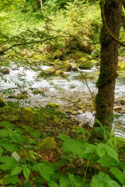Szkammergut 'ta Gosau yakınlarındaki Avustralya Alplerinde yaz zamanı.