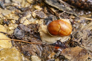 Szkammergut 'ta Gosau yakınlarındaki Avustralya Alplerinde yaz zamanı.