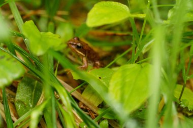 Szkammergut 'ta Gosau yakınlarındaki Avustralya Alplerinde yaz zamanı.