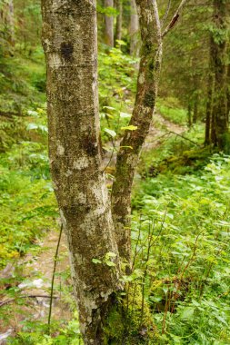 Szkammergut 'ta Gosau yakınlarındaki Avustralya Alplerinde yaz zamanı.