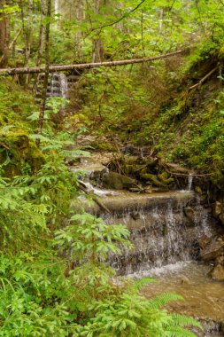 Szkammergut 'ta Gosau yakınlarındaki Avustralya Alplerinde yaz zamanı.