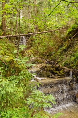 Szkammergut 'ta Gosau yakınlarındaki Avustralya Alplerinde yaz zamanı.