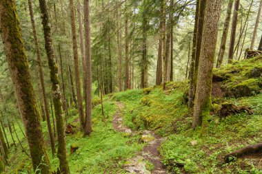 Szkammergut 'ta Gosau yakınlarındaki Avustralya Alplerinde yaz zamanı.