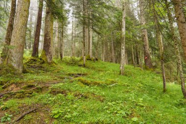 Szkammergut 'ta Gosau yakınlarındaki Avustralya Alplerinde yaz zamanı.