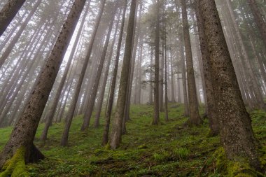 Szkammergut 'ta Gosau yakınlarındaki Avustralya Alplerinde yaz zamanı.