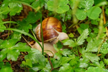 Szkammergut 'ta Gosau yakınlarındaki Avustralya Alplerinde yaz zamanı.