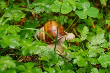 Szkammergut 'ta Gosau yakınlarındaki Avustralya Alplerinde yaz zamanı.
